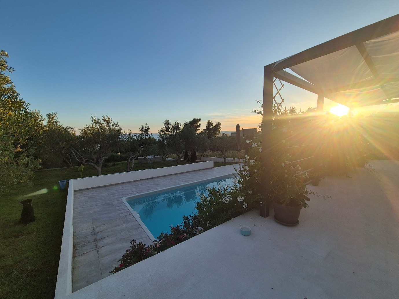 Villa pool at sunset surrounded by olive trees